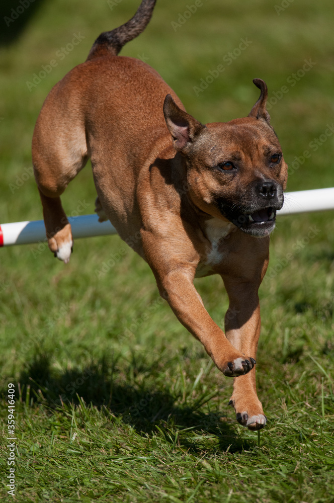 Staffordshire Bull Terrier Staffordshire Bull Terrier
