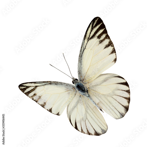 Striped Albatross butterfly back profile isolated on white background