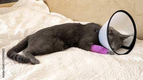 Εκτύπωση καμβά gray cat with a bandaged paw and a veterinary collar is lying on the sofa and waving its tail