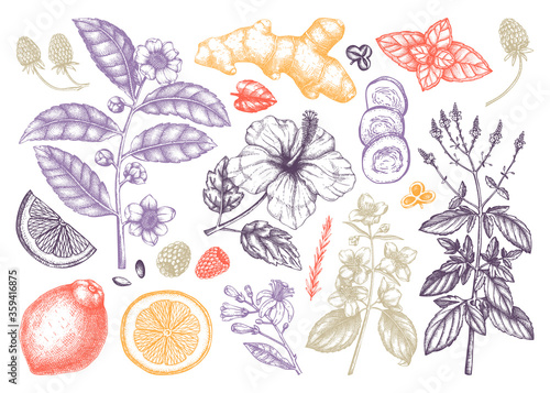 Hand sketched tea ingredients collection. Botanical illustration of fruits, flowers, leaves, and herbs. Floral outlines.  Perfect for recipe, menu, label, icon, packaging, Summer tea background