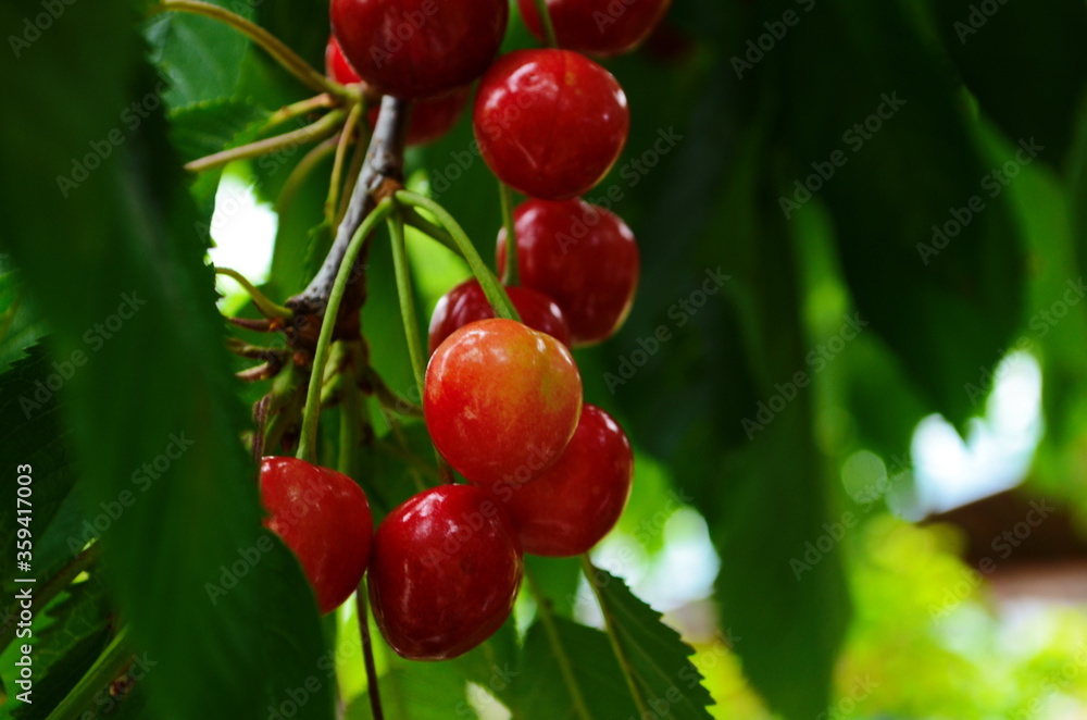 Red and sweet cherries on a branch just before harvest in early summer Red and sweet cherries on a branch just before harvest in early summer