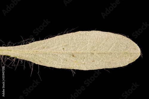 Mouse-Ear Hawkweed (Pilosella officinarum). Leaf Closeup