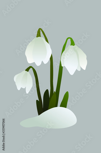 white snowdrops in the snow on a gray background
