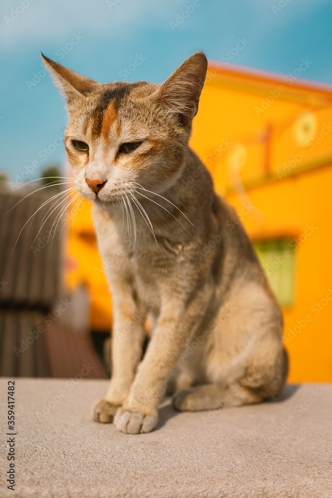 Obraz premium Cat with a yellow backgroun