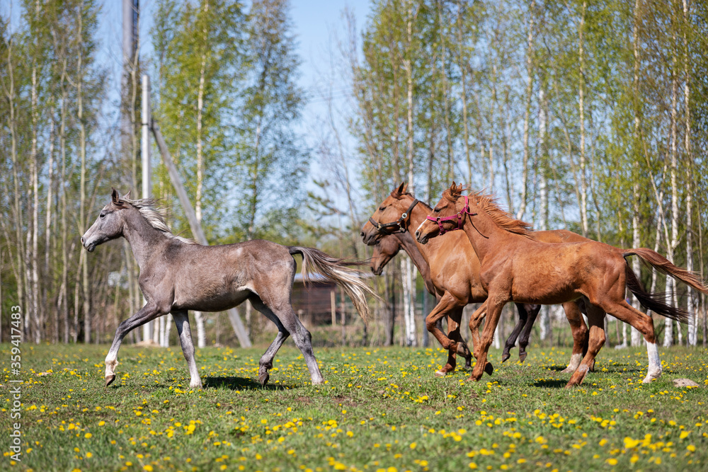 Herd of horses galloping on the pasture