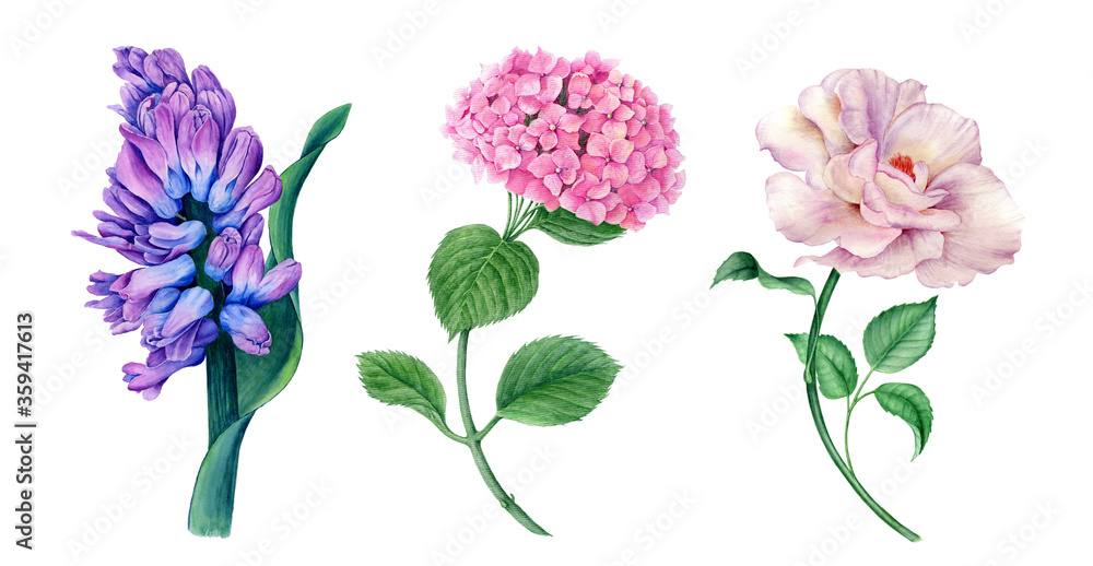 Collection of flowers (violet Hyacinth, white Rose and pink Hydrangea) watercolor illustration isolated on a white background suitable for floral spring designs or wedding or greeting invitation