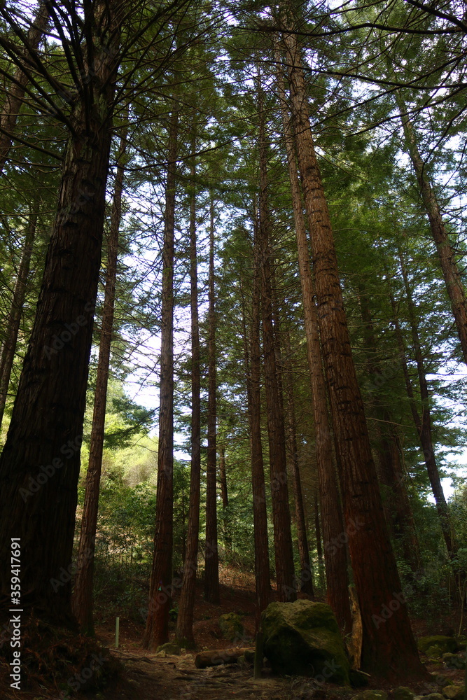 Fototapeta premium Giant redwood trees on Big Redwoods Track, Te Mata Park, Te Mata Peak, Hawke's Bay, New Zealand