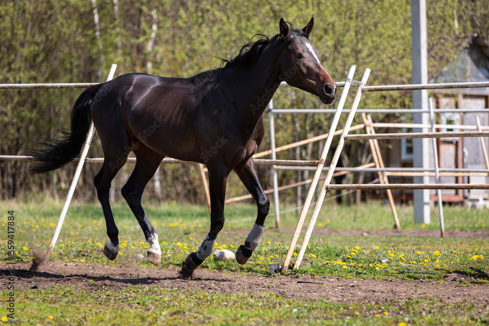 Young chestnut horse galloping on the pasture Young chestnut horse galloping on the pasture