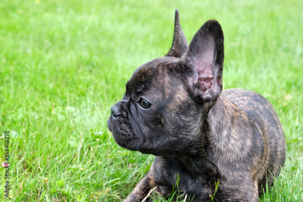 A cute adorable brown and black French Bulldog Dog is lying in the grass with a cute expression in the wrinkled face