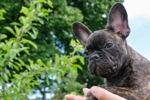 Fototapeta Naklejka Na Ścianę i Meble -  A head of a cute brown and black brindle French Bulldog Dog, carried on one hand, with a cute expression in the wrinkled face