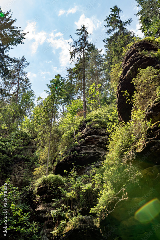 Grüner Märchenwald mit hängenden Gärten auf Sandstein - Felsen, Hängepflanzen, Elbsandsteingebirge - sächsische Schweiz