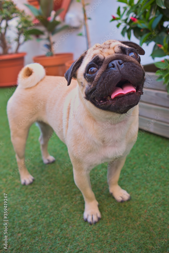 Small pet of the Carlino dog breed. Small dog very appreciated as a pet for its size and for being very sociable. Small pet of the Carlino dog breed. Small dog very appreciated as a pet for its size and for being very sociable.