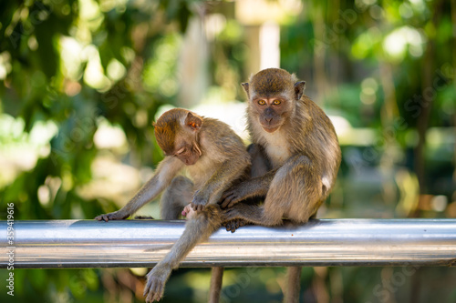 Two little monkeys hug while sitting on a fence © Kate