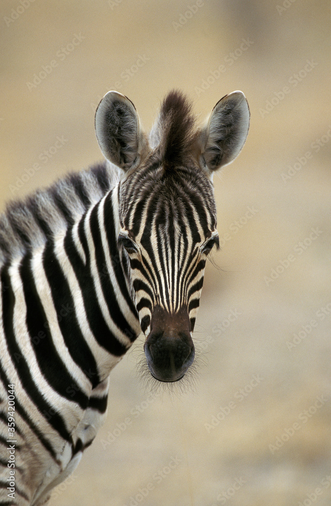 Naklejka premium ZEBRE DE BURCHELL equus burchelli