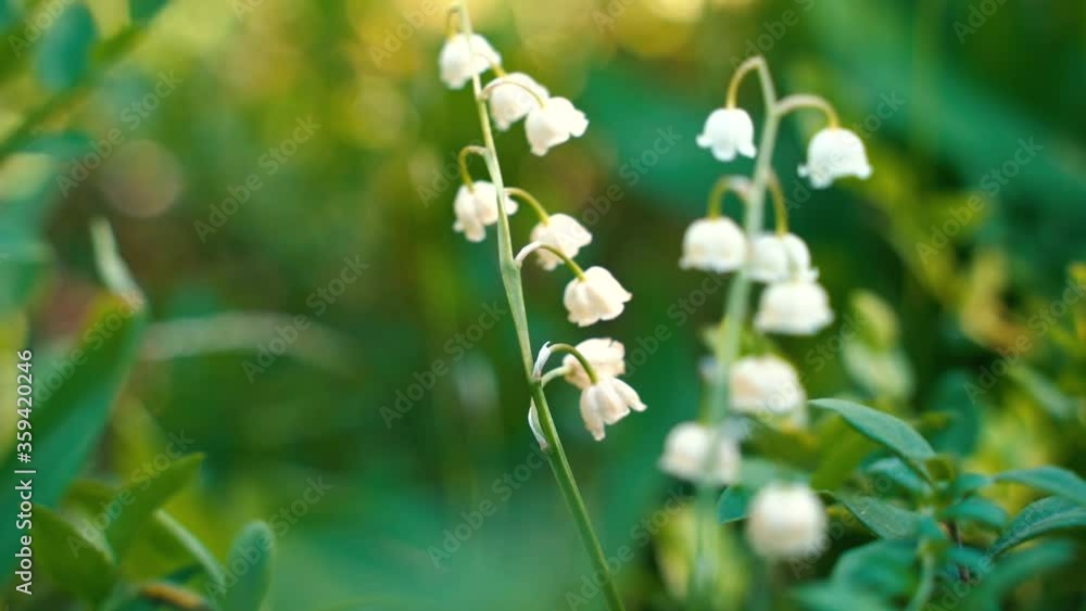 lily of the valley in the nature lily of the valley in the nature