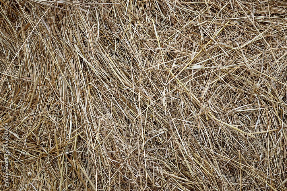 Background of dry haystack in the field. Close up. Background of dry haystack in the field. Close up.