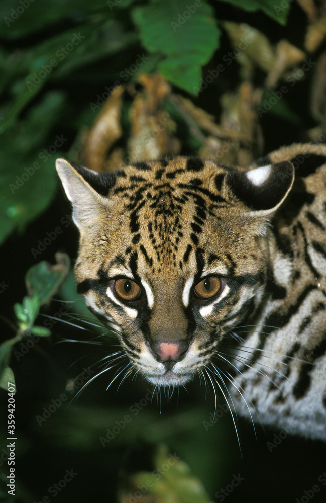 Obraz premium OCELOT leopardus pardalis