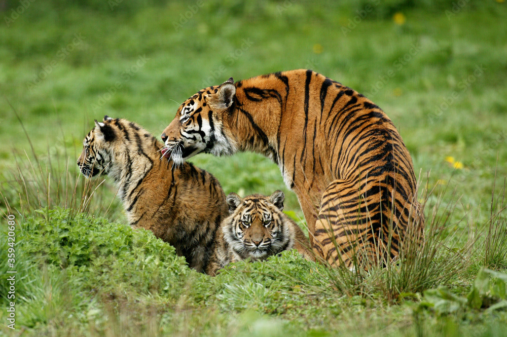 Fototapeta premium TIGRE DE SUMATRA panthera tigris sumatrae