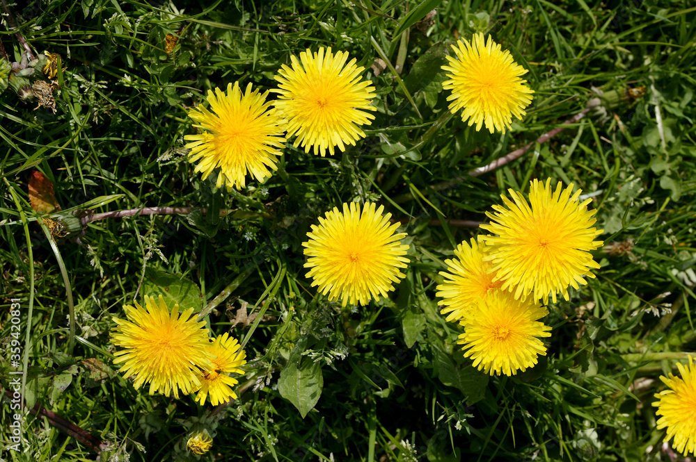 PISSENLIT taraxacum officinale PISSENLIT taraxacum officinale