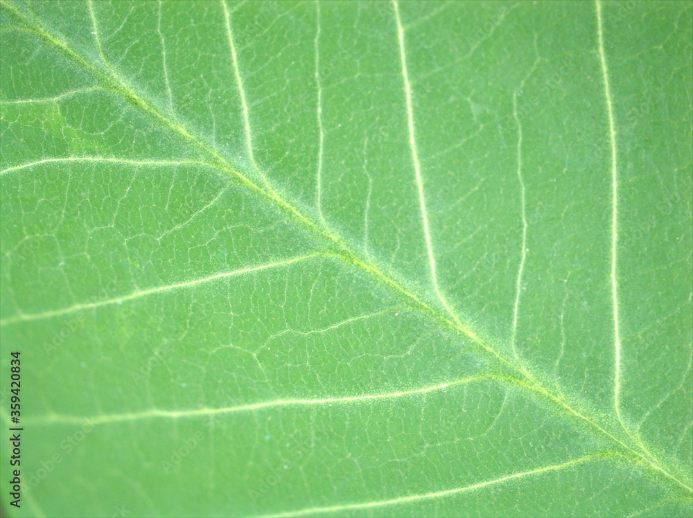 Closeup green leaf of plant with soft focus ,detail macro image, bright and blurred for background, sweet color, nature leaves for card design Closeup green leaf of plant with soft focus ,detail macro image, bright and blurred for background, sweet color, nature leaves for card design