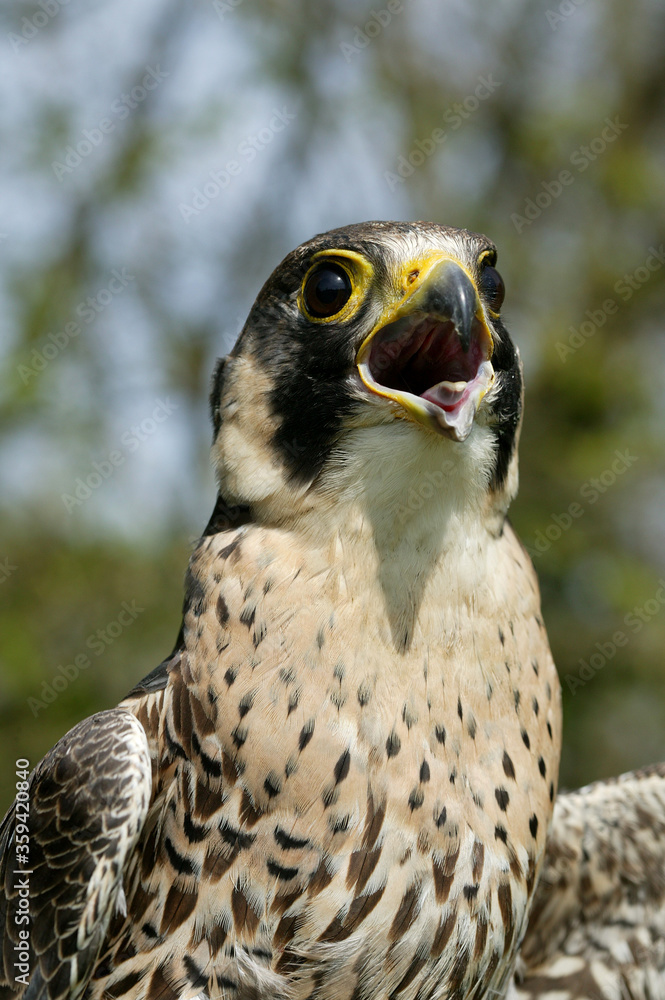 Fototapeta premium FAUCON PELERIN falco peregrinus