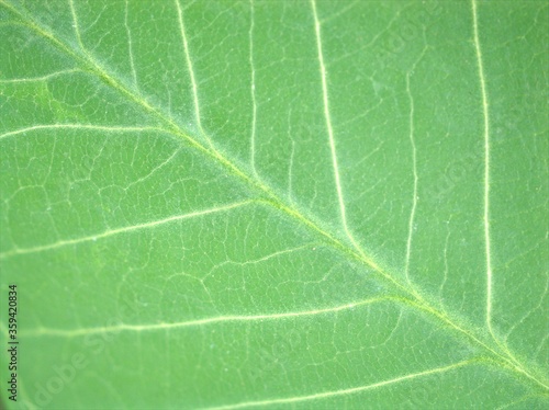 Closeup green leaf of plant with soft focus ,detail macro image, bright and blurred for background, sweet color, nature leaves for card design