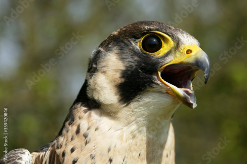 FAUCON PELERIN falco peregrinus