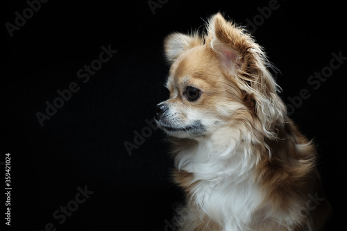 Fotografie chihuahua portrait. Black background