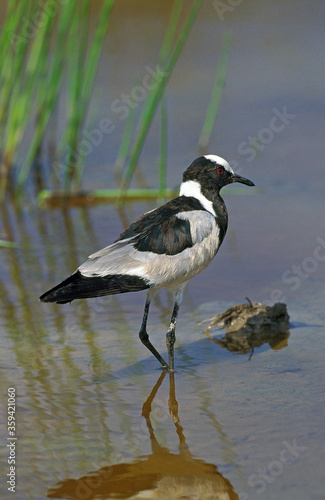 VANNEAU ARME vanellus armatus