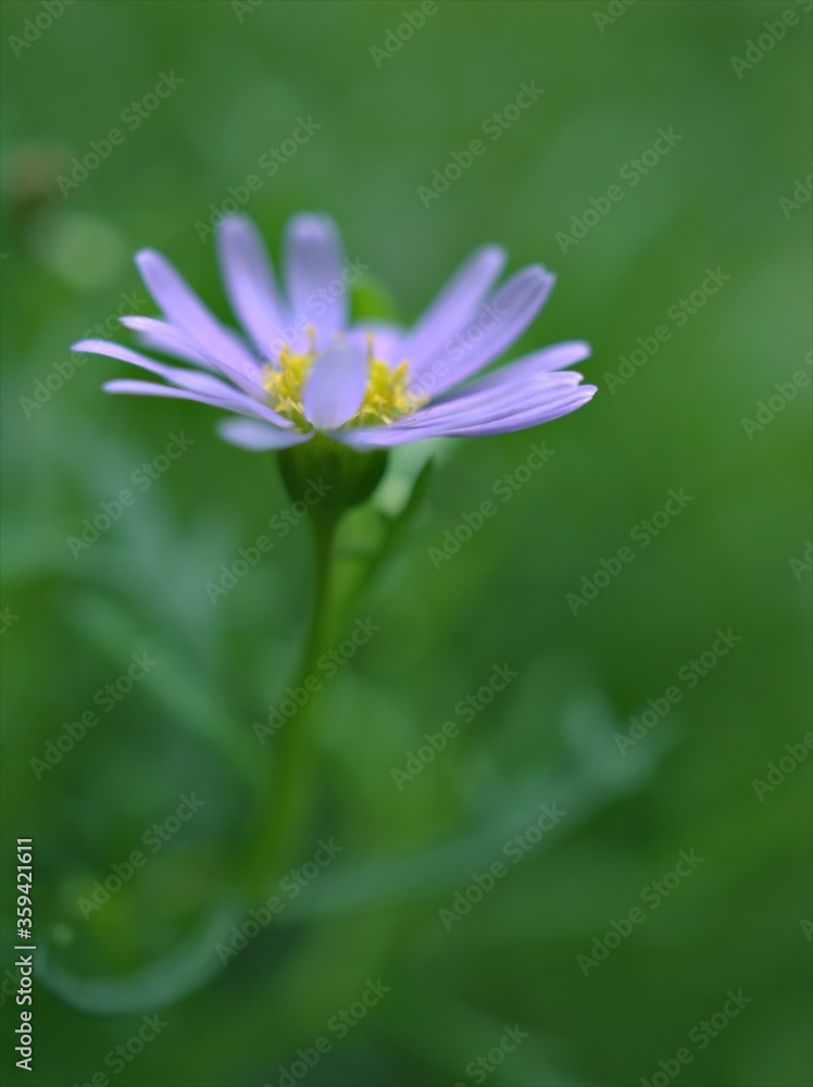 Closeup purple little daisy flowers plants in garden with green blurred background ,macro image ,sweet color for card design ,soft focus Closeup purple little daisy flowers plants in garden with green blurred background ,macro image ,sweet color for card design ,soft focus
