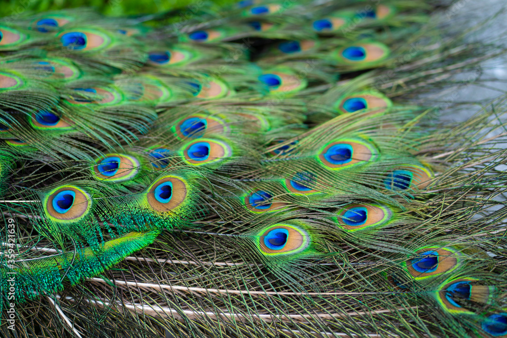 Fototapeta premium Close-up of a peacock's tail. Feathers on the tail of a peacock. Colors of nature
