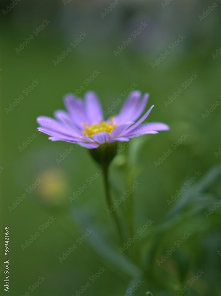 Closeup purple little daisy flowers plants in garden with green blurred background ,macro image ,sweet color for card design ,soft focus