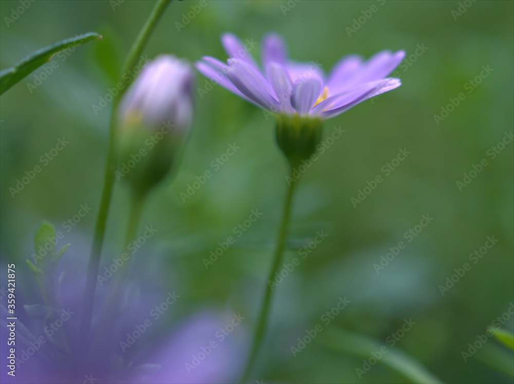 Closeup purple little daisy flowers plants in garden with green blurred background ,macro image ,sweet color for card design ,soft focus Closeup purple little daisy flowers plants in garden with green blurred background ,macro image ,sweet color for card design ,soft focus