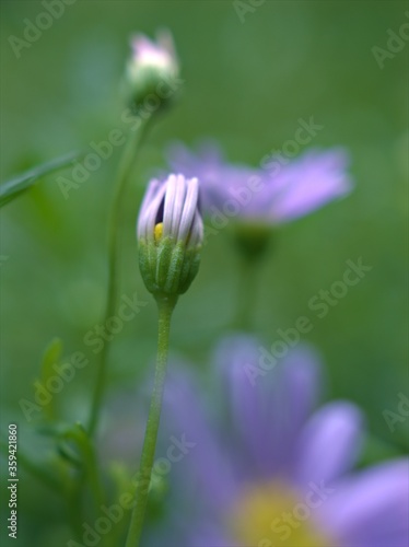 Closeup purple little daisy flowers plants in garden with green blurred background  macro image  sweet color for card design  soft focus