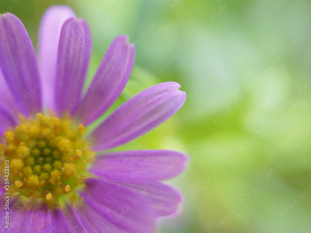Closeup purple petals of little daisy flowers in garden with blurred background ,macro image ,sweet color for card design ,soft focus Closeup purple petals of little daisy flowers in garden with blurred background ,macro image ,sweet color for card design ,soft focus
