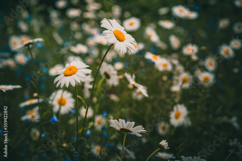 Field of daisies. Beautiful natural background with a single Daisy in the middle