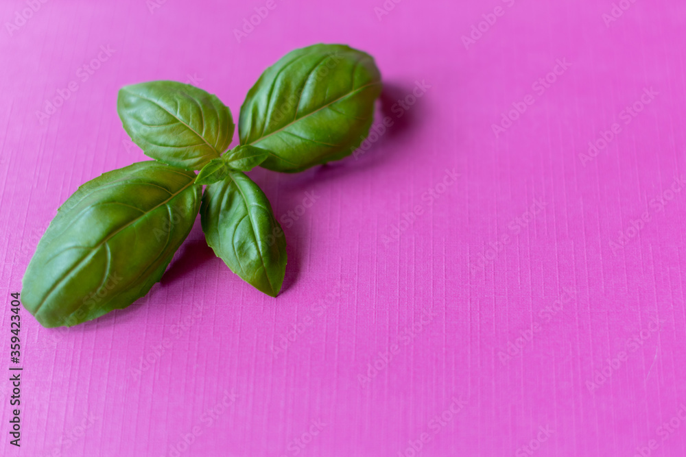 fresh basil leaves on bright pink background 