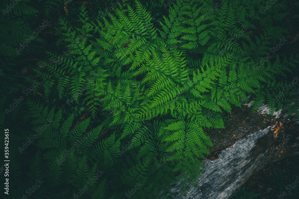 Green background of fern leaves. Forest green plants.