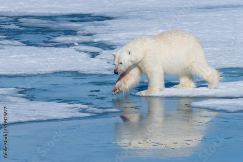 Male Polar Bear (Ursus maritimus) with blood on his nose and leg on ice floe and blue water, Spitsbergen Island, Svalbard archipelago, Norway, Europe