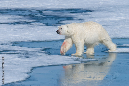 Male Polar Bear (Ursus maritimus) with blood on his nose and leg on ice floe and blue water, Spitsbergen Island, Svalbard archipelago, Norway, Europe