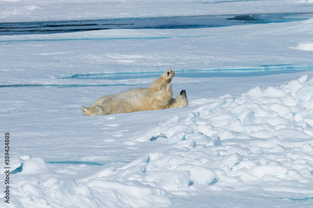 Naklejka premium Male Polar Bear (Ursus maritimus) resting and stretching on the pack ice, Spitsbergen Island, Svalbard archipelago, Norway, Europe