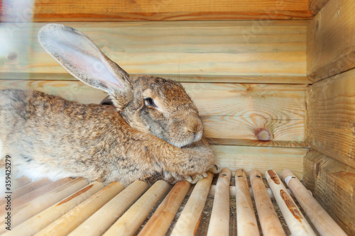 Small feeding brown rabbit on animal farm in rabbit-hutch, barn ranch background. Bunny in hutch on natural eco farm. Modern animal livestock and ecological farming concept.