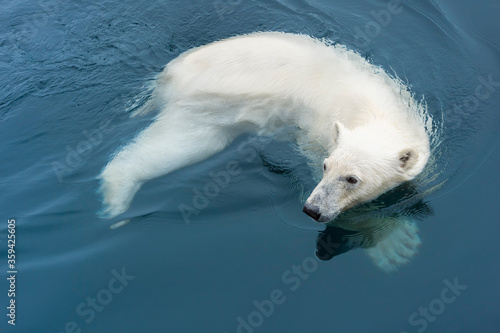 Polar Bear (Ursus maritimus) swimming, Svalbard Archipelago, Norway