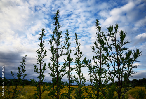 Tall plants growing in a field near West Wickham in Kent, UK. Dramatic scene of plants against the blue sky and white clouds in the English countryside. View of nature and the environment near London. photo