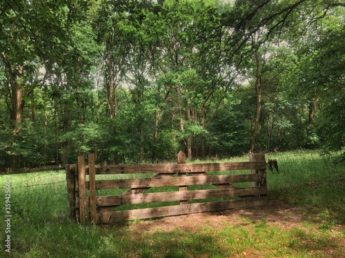 Wooden gate at National Park Dwingelderveld Dwingeloo. Meadow in forest. Netherlands