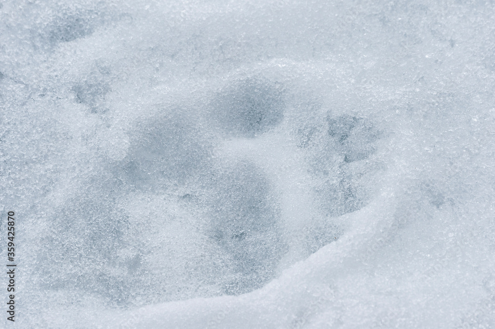 Obraz premium Polar Bear (Ursus maritimus) tracks on ice, Svalbard Archipelago, Norway