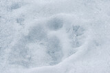 Polar Bear (Ursus maritimus) tracks on ice, Svalbard Archipelago, Norway