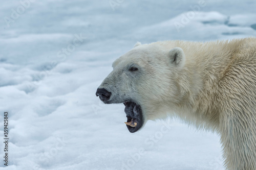 Polar Bear, Close-up, Svalbard Archipelago, Norway
