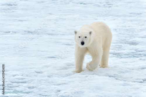 Female polar bear (Ursus maritimus) walking on pack ice, Björnsundet, Hinlopen Strait, Spitsbergen Island, Svalbard Archipelago, Norway