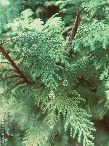 fern in the rain